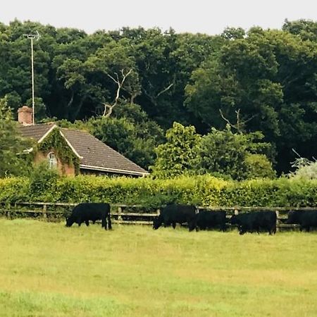 Yellowham Farm, Dorchester Higher Bockhampton Exteriér fotografie