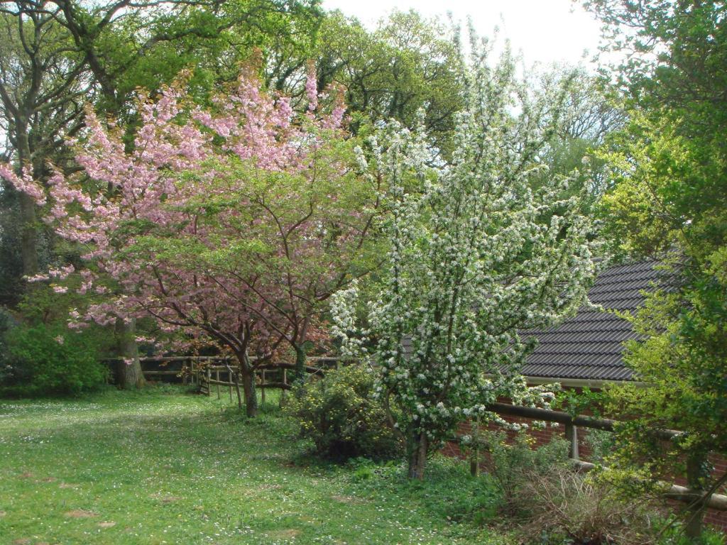 Yellowham Farm, Dorchester Higher Bockhampton Exteriér fotografie