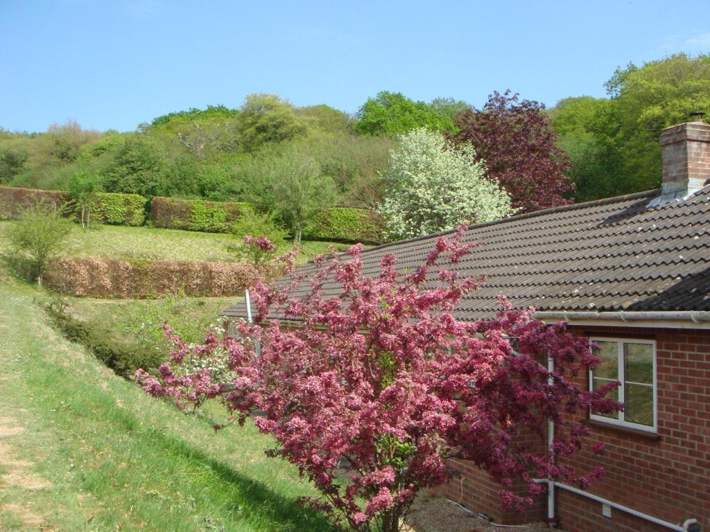 Yellowham Farm, Dorchester Higher Bockhampton Exteriér fotografie