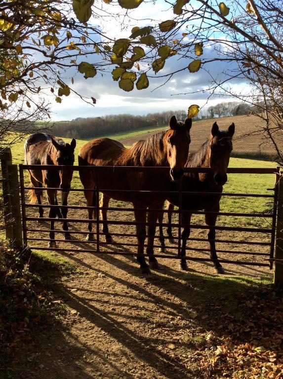Yellowham Farm, Dorchester Higher Bockhampton Exteriér fotografie