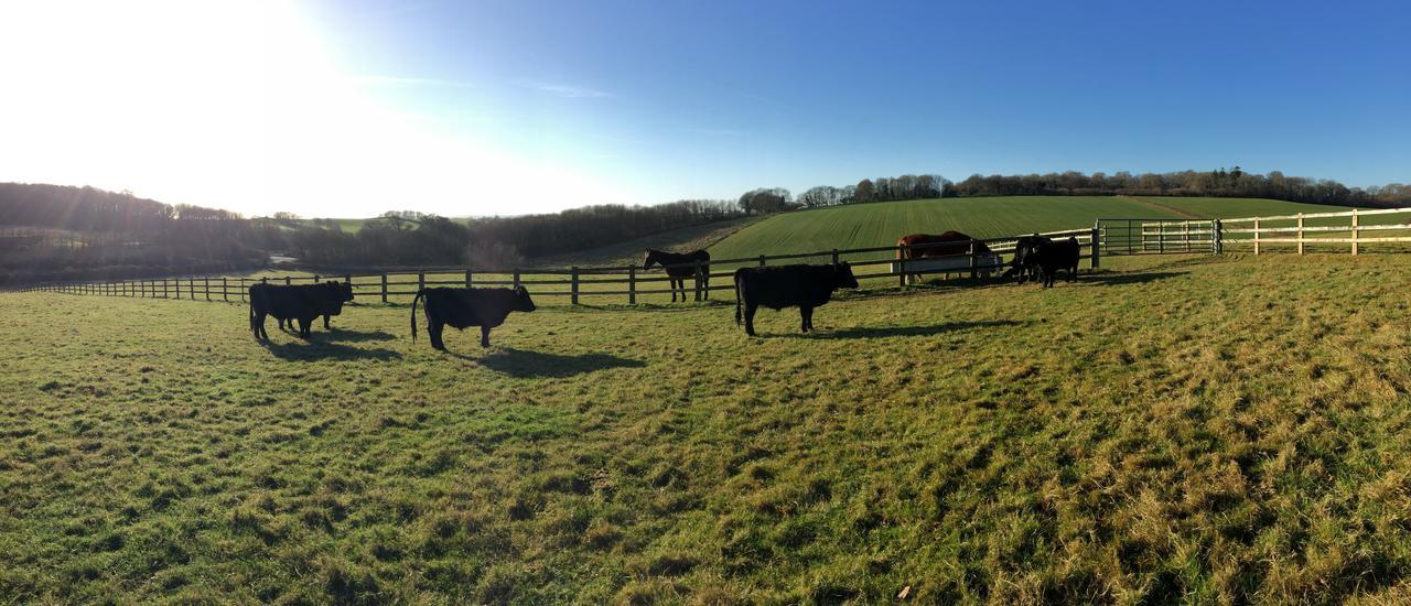 Yellowham Farm, Dorchester Higher Bockhampton Exteriér fotografie